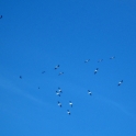 Wood Storks Over Sanibel Island